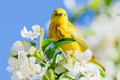 Primavera versus poes&iacute;a